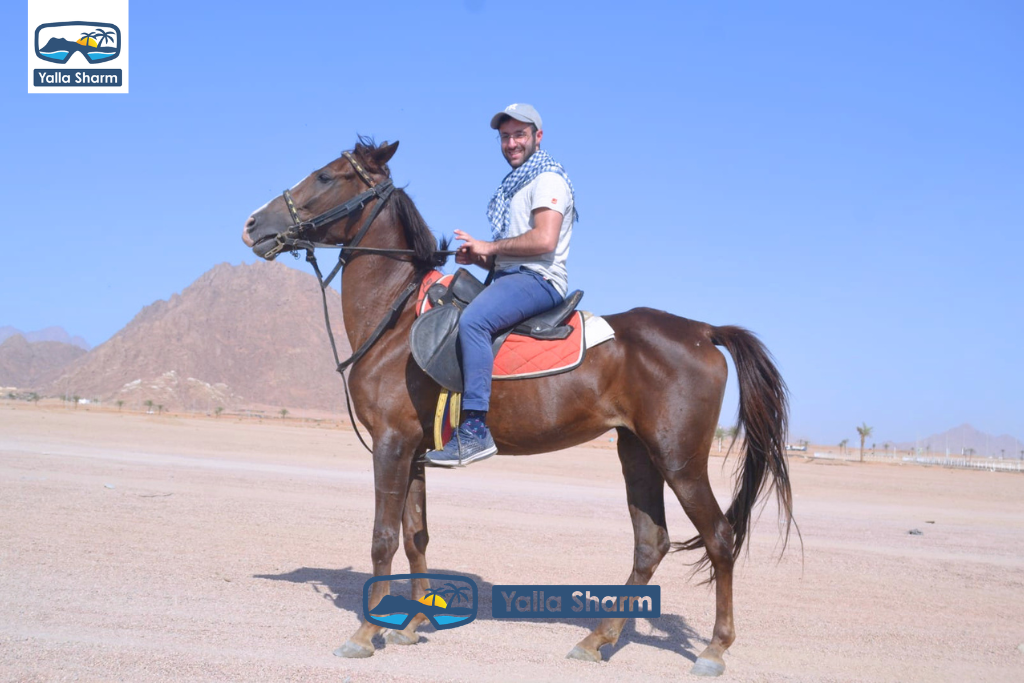 Horse Riding In Sharm El Sheikh