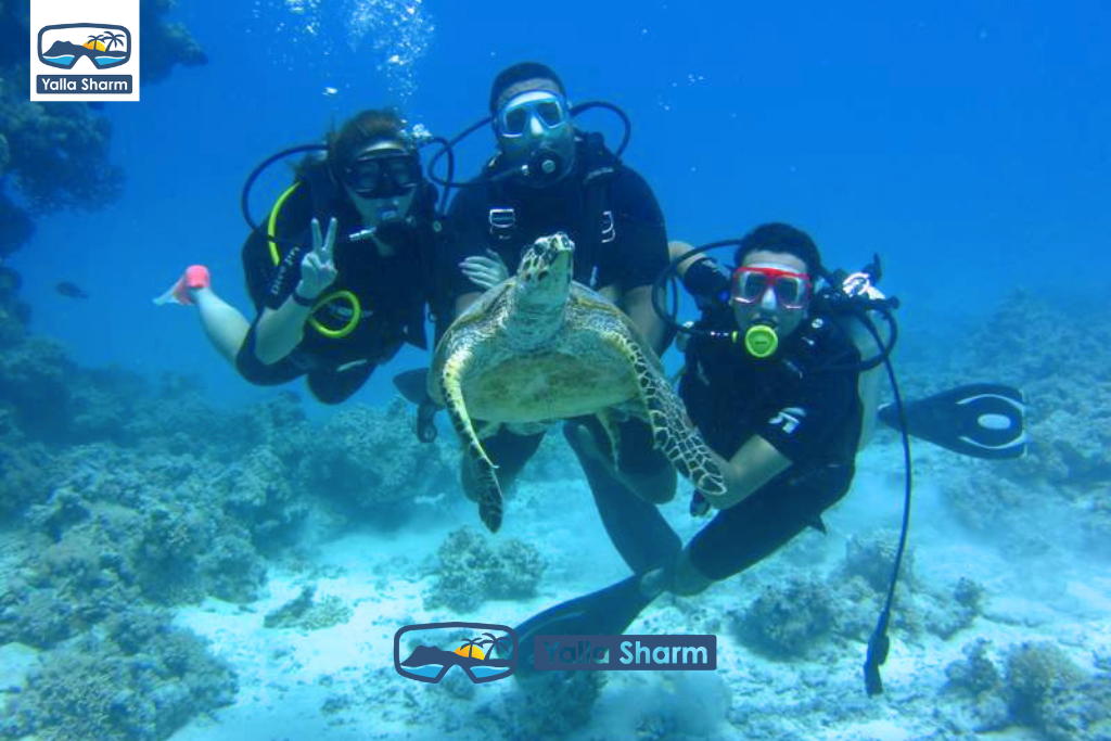 Premium Boat Trip In Sharm El sheikh - White Island and Ras Mohammed